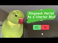 Are Indian Ringneck Parrots A Good Starter Bird