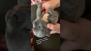 گاهی اوقات یک ماساژ ساده می تواند به رفع نفخ یبوست توله سگ های جوان کمک کند 