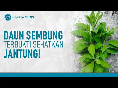 Daun Sembung, Kenali Manfaatnya Untuk Tubuh