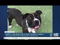 FREE pet adoptions at Phoenix-area animal shelters through Bissell Empty the Shelters program