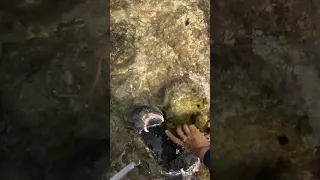 GIANT CRAB Barehanded Catch for ISLAND SURVIVAL