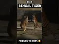 Download Lagu Grizzly Bear vs Bengal Tiger! 😳🐻🐯#tiger #bengaltiger #grizzlybear #bear #tigervsbear #wildlife