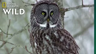 Owls Have Superior Senses Nat Geo WILD