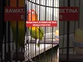 Lagu Rawatan lovebird betina single fighter #lovebirddurasipanjang #betinagacor #lovebirds #birds