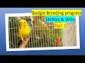 How to breed budgies step by step