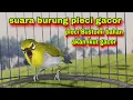 Suara Burung Pleci Gacor || Pancingan Pleci Bustomi Gacor Ngalas Nembak