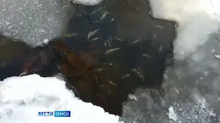 Омские рыбаки заметили крупный замор рыбы на Любинской старице