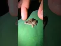 Download Lagu Catch froggy sound boing boing hahaha #shorts #frog #viral #funny #frogs #comedy