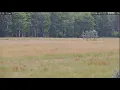 PA Elk Camera 1