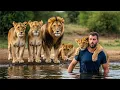 Lagu Man redt een leeuwenwelp en wordt omringd door zijn troep. Wat ze vervolgens doen is schokkend!
