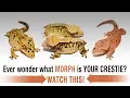 The COMPLETE Guide to Crested Gecko Morphs Part 1