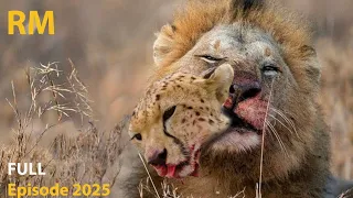 Too Small to Run, Too Wild to Survive | Cheetah Cubs in a Predator’s World | WILD SAVANNAH