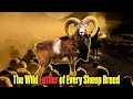 Lagu Mouflon : l'ancêtre et le modèle original de toutes les races de moutons domestiques