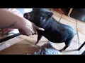 Download Lagu we got a black micro mini pig!