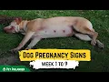 Dog Pregnancy Signs week 1 to 9 Pet Health