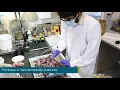 Training Anatomical pathology processing of mesothelioma