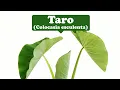 Download Lagu Sanctity, connection with one's ancestors--Taro