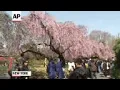 Brooklyn Botanic Garden is celebrating traditional and contemporary Japanese culture with Sakura Mat