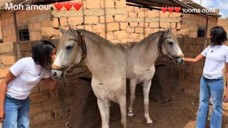 L’AMOUR D’UN CHEVAL AVEC SA PRINCESSE QUI LE REND VISITE À CHAQUE FOIS 