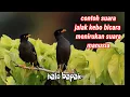 Lagu jalak kebo ngomong halo bapak!!Jalak kebo burung pintar