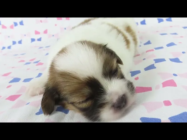 動画