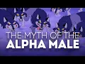 The Myth of the Alpha Male