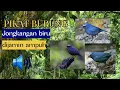 Download Lagu PIKAT PALING AMPUH JONGKANGAN BIRU RIBUT ||CINCOANG BIRU |SILAHKAN DICOBA