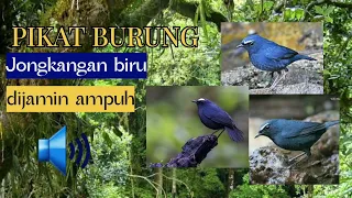 pikat paling ampuh jongkangan biru ribut cincoang biru silahkan dicoba