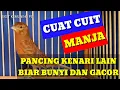 Download Lagu CUAT - CUIT KENARI PAUD BETINA - MEMANCING KENARI JANTAN BUNYI DAN GACOR