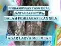 Lagu Terungkap!! Perbandingan nila dalam pemijahan ikan nila, antara jantan dan betina.