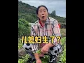 Download Lagu 都说小乔生了，盼盼赶紧跑来告诉老妈，看看她什么反应？真的太搞笑了～