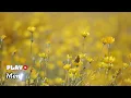 Mengapa Harus Berpisah - Nike Ardilla || Lagu Lirik