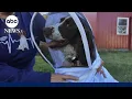Incredible dog is sniffing to save the honeybees