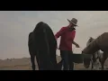 Massane - Wild feat. Colouring (Official Music Video)