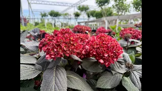 Getting to the Root of It A Deep Dive on Hydrangeas