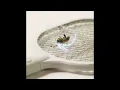 CHIP - PEST CONTROL (VISUALISER)