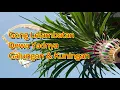 Download Lagu Gong Lelambatan Dewa Yadnya  Galungan Dan Kuningan