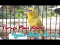 Download Lagu Terapi Pleci Koloni Cepat Ngalas dan Gacor #pleci #terapipleci #plecigacor #pcmi 