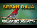 Download Lagu Burung Sepah Raja: Permata Merah Pengisap Nektar | Keajaiban Hutan Tropis Asia