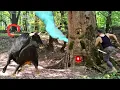 Download Lagu Alone in the forest, 👍 ,Security against survival, Come with me to the depths of the wild world 