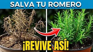 ¿Tu Romero se seca? ¡Ponle 1 cucharadita de ESTO y mira cómo revive!