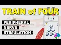 Download Lagu Trein van Vier - Perifere zenuwstimulatie