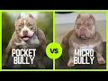 Pocket Bullies Vs Micro Bullies Who s The Biggest Bully