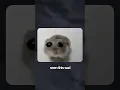 HOW MEMES REALLY STARTED