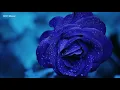 Automatic Flowers (Sub. Español) - Our Lady Peace