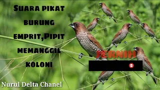 suara pikat burung emprit pipit memanggil koloni