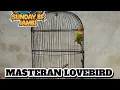 Download Lagu MASTERAN LOVEBIRD FIGHTER DURASI PANJANG