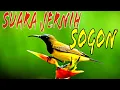 Download Lagu Suara SOGOK ONTONG gacor //jos buat masteran