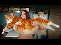 The 10 Biggest Maine Coon Cats You Need To See