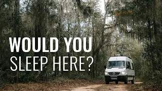 Strange Noises in the Swamps of Georgia (East Coast USA Road Trip)